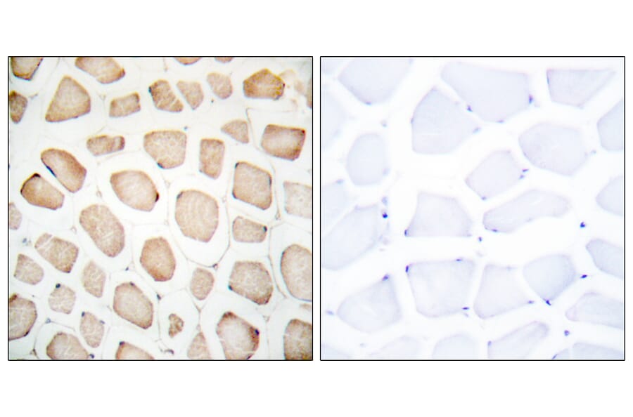 Immunohistochemistry - Anti-CHOP Antibody (B0863) - Antibodies.com