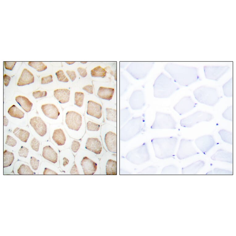 Immunohistochemistry - Anti-CHOP Antibody (B0863) - Antibodies.com