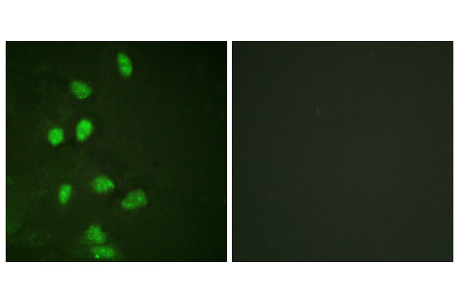 Immunofluorescence - Anti-CHOP Antibody (B0863) - Antibodies.com