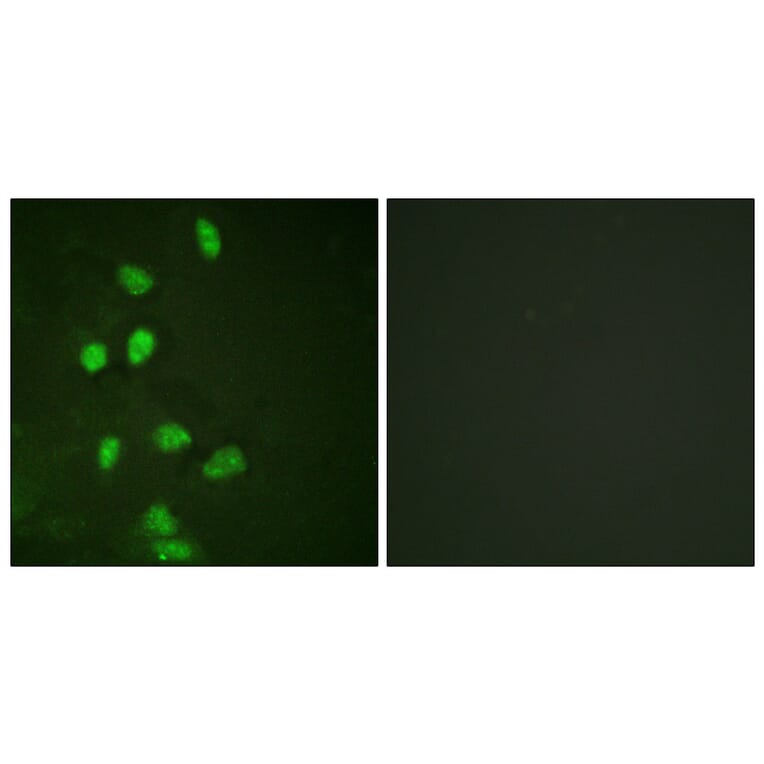Immunofluorescence - Anti-CHOP Antibody (B0863) - Antibodies.com