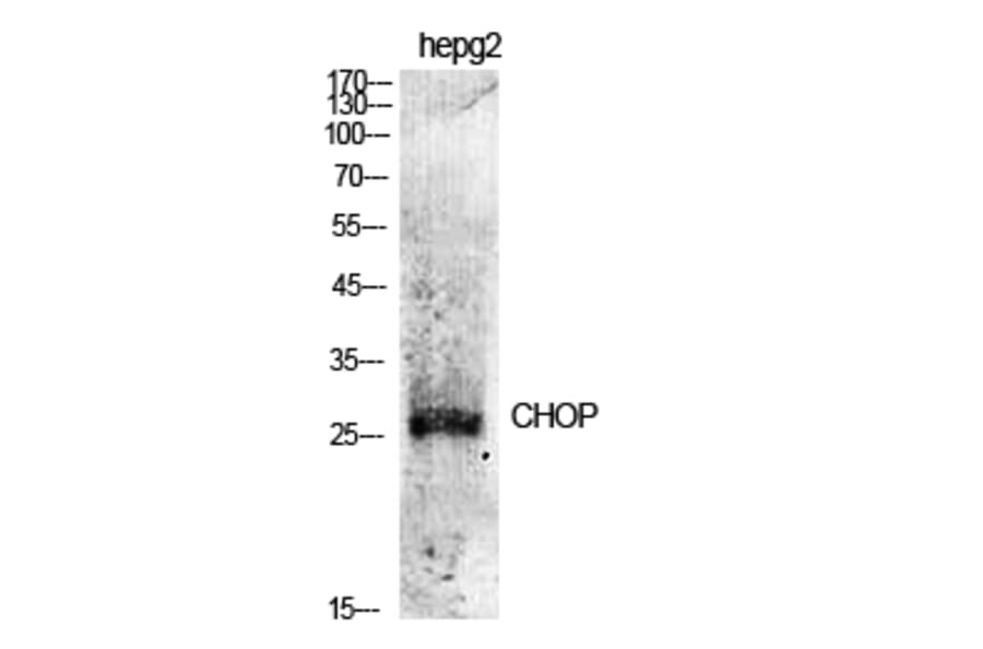 Western Blot - Anti-CHOP Antibody (B0863) - Antibodies.com
