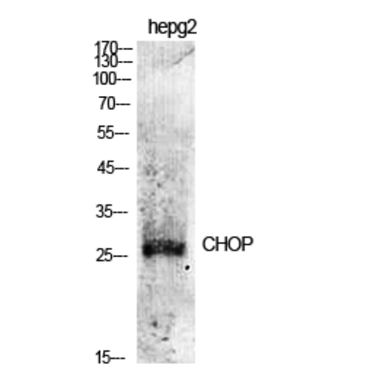 Western Blot - Anti-CHOP Antibody (B0863) - Antibodies.com
