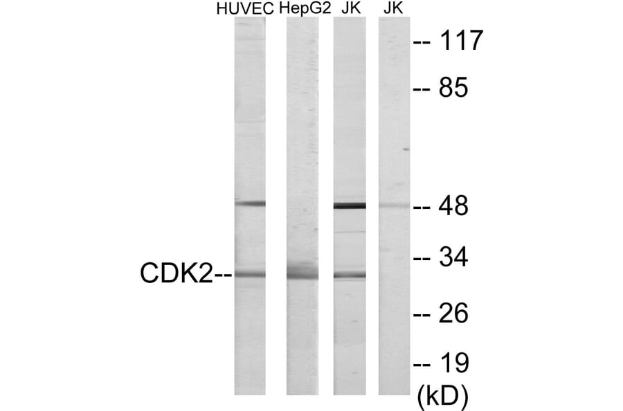 Western Blot - Anti-CDK2 Antibody (C10474) - Antibodies.com