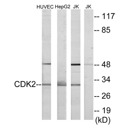 Western Blot - Anti-CDK2 Antibody (C10474) - Antibodies.com