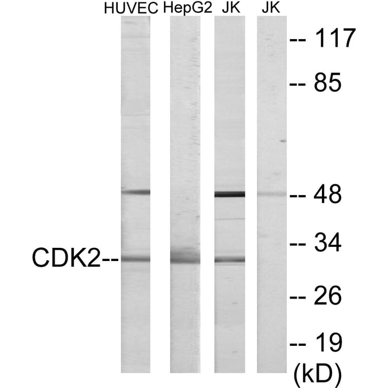 Western Blot - Anti-CDK2 Antibody (C10474) - Antibodies.com