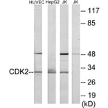 Western Blot - Anti-CDK2 Antibody (C10474) - Antibodies.com