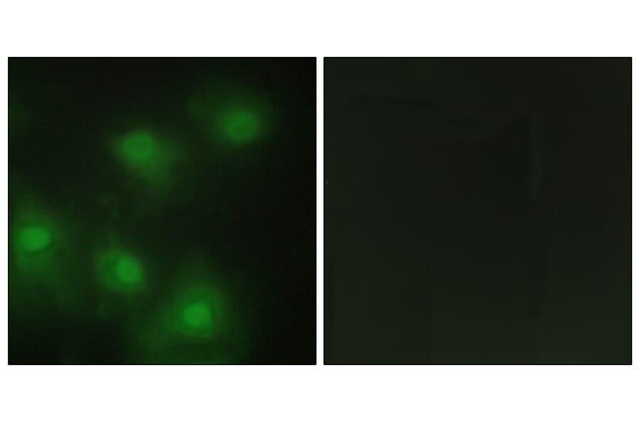 Immunofluorescence - Anti-CDK2 Antibody (C10474) - Antibodies.com