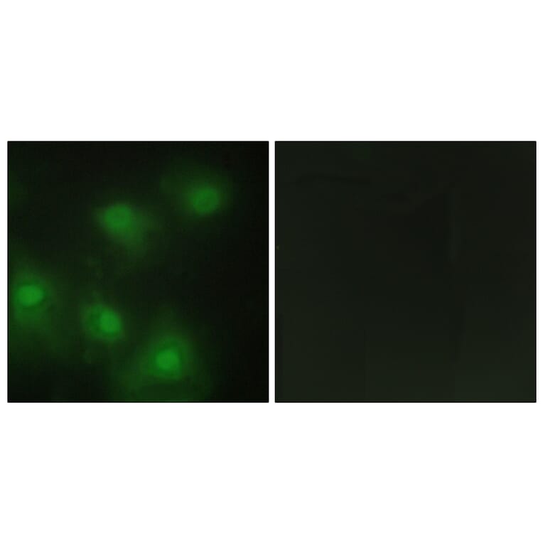 Immunofluorescence - Anti-CDK2 Antibody (C10474) - Antibodies.com