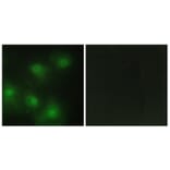 Immunofluorescence - Anti-CDK2 Antibody (C10474) - Antibodies.com