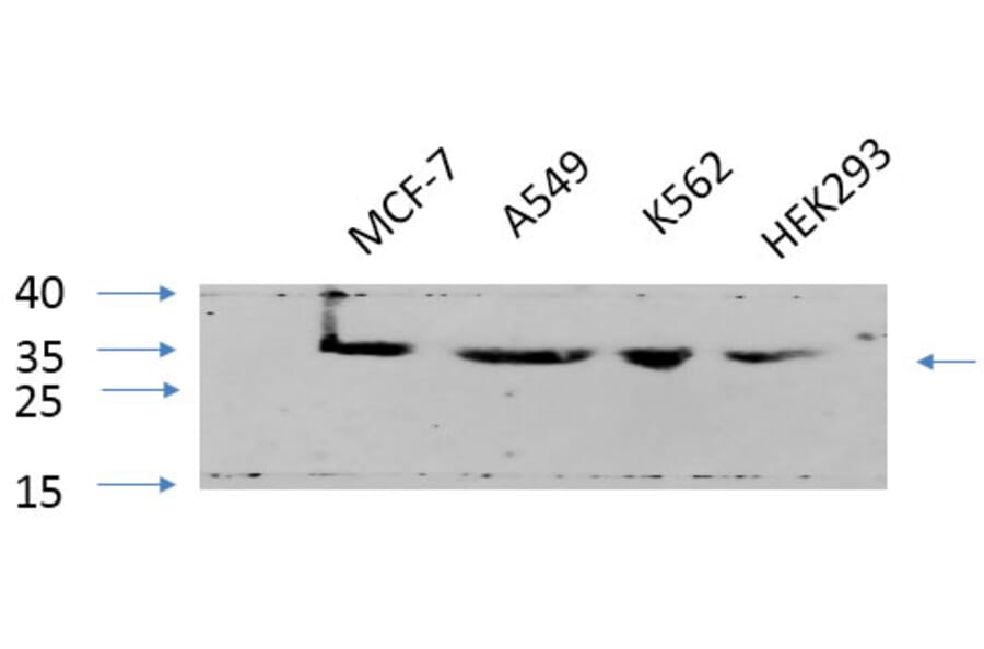 Western Blot - Anti-CDK2 Antibody (C10474) - Antibodies.com