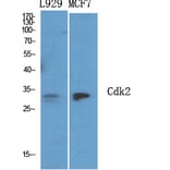 Immunohistochemistry - Anti-CDK2 Antibody (C10474) - Antibodies.com
