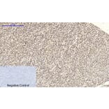 Immunohistochemistry - Anti-CDK2 Antibody (C10474) - Antibodies.com