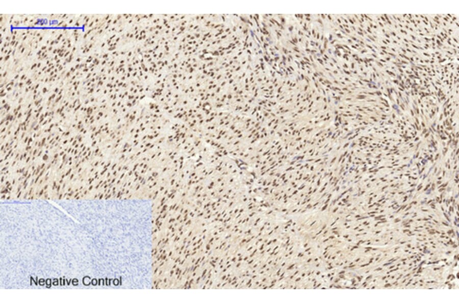 Immunofluorescence - Anti-CDK2 Antibody (C10474) - Antibodies.com
