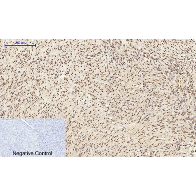 Immunofluorescence - Anti-CDK2 Antibody (C10474) - Antibodies.com
