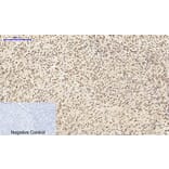 Immunofluorescence - Anti-CDK2 Antibody (C10474) - Antibodies.com