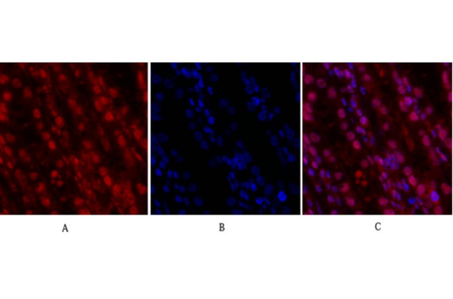 Immunofluorescence - Anti-CDK2 Antibody (C10474) - Antibodies.com
