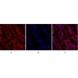 Immunofluorescence - Anti-CDK2 Antibody (C10474) - Antibodies.com