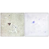 Immunohistochemistry - Anti-CDH9 Antibody (C12107) - Antibodies.com