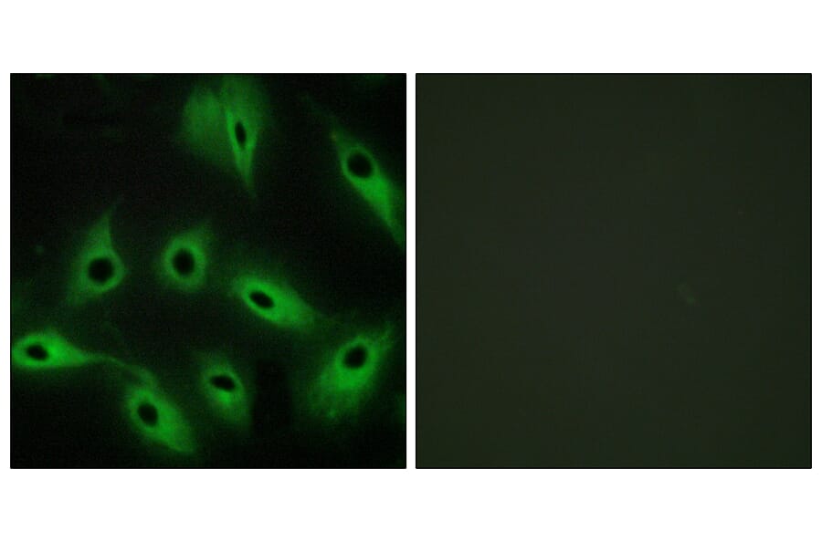 Immunofluorescence - Anti-CDH9 Antibody (C12107) - Antibodies.com