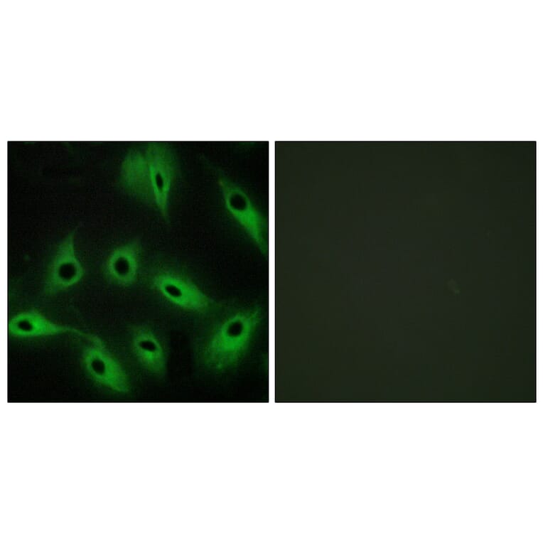 Immunofluorescence - Anti-CDH9 Antibody (C12107) - Antibodies.com