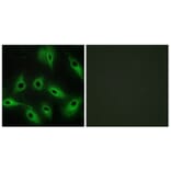 Immunofluorescence - Anti-CDH9 Antibody (C12107) - Antibodies.com