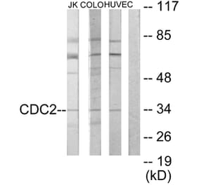 Western Blot - Anti-CDC2 Antibody (C10288) - Antibodies.com