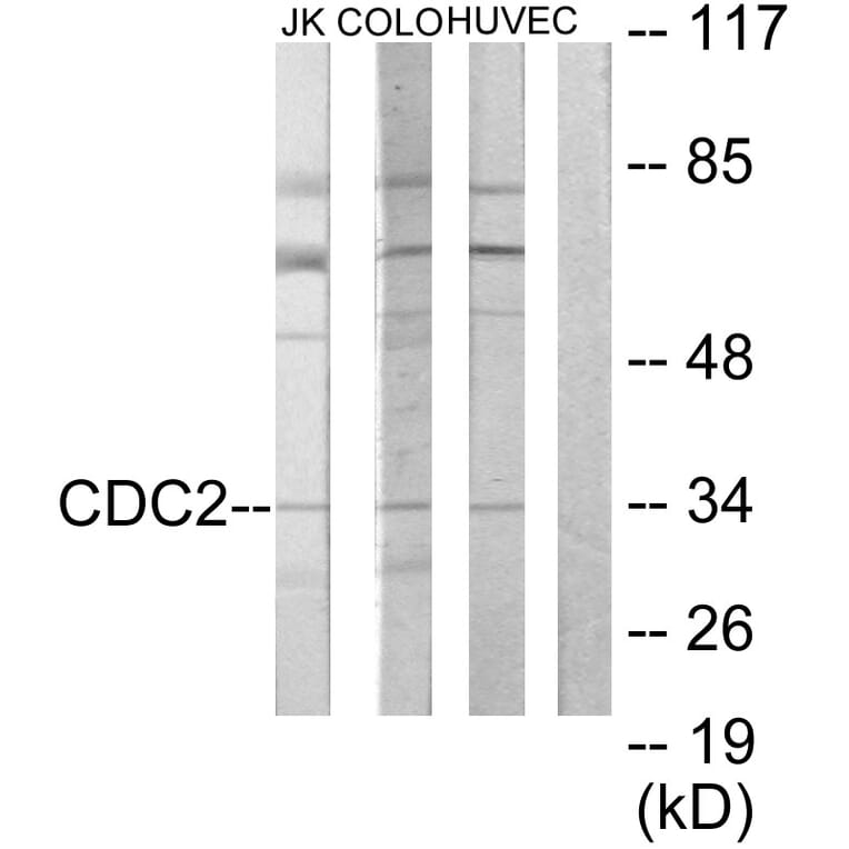 Western Blot - Anti-CDC2 Antibody (C10288) - Antibodies.com