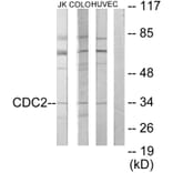 Western Blot - Anti-CDC2 Antibody (C10288) - Antibodies.com