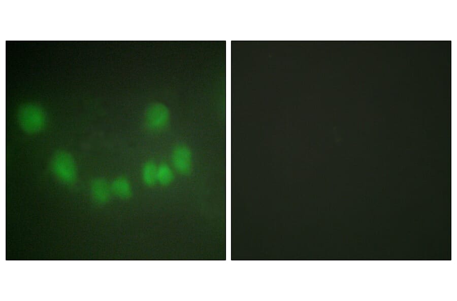 Immunofluorescence - Anti-CDC2 Antibody (C10288) - Antibodies.com