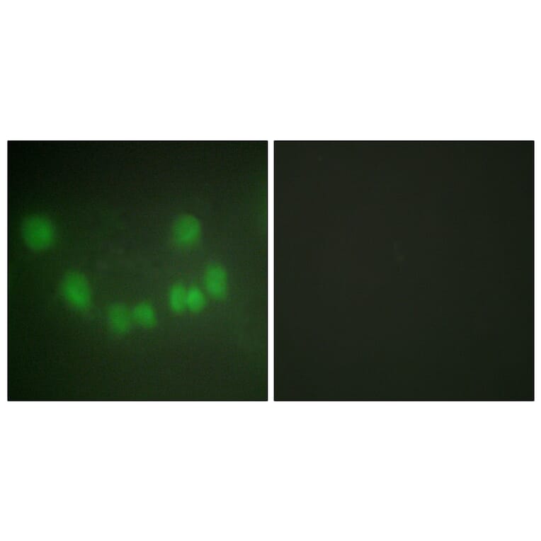 Immunofluorescence - Anti-CDC2 Antibody (C10288) - Antibodies.com