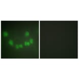 Immunofluorescence - Anti-CDC2 Antibody (C10288) - Antibodies.com
