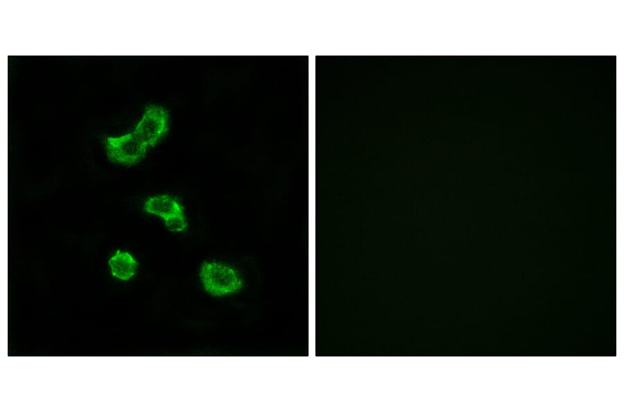 Immunofluorescence - Anti-CA5B Antibody (C14942) - Antibodies.com