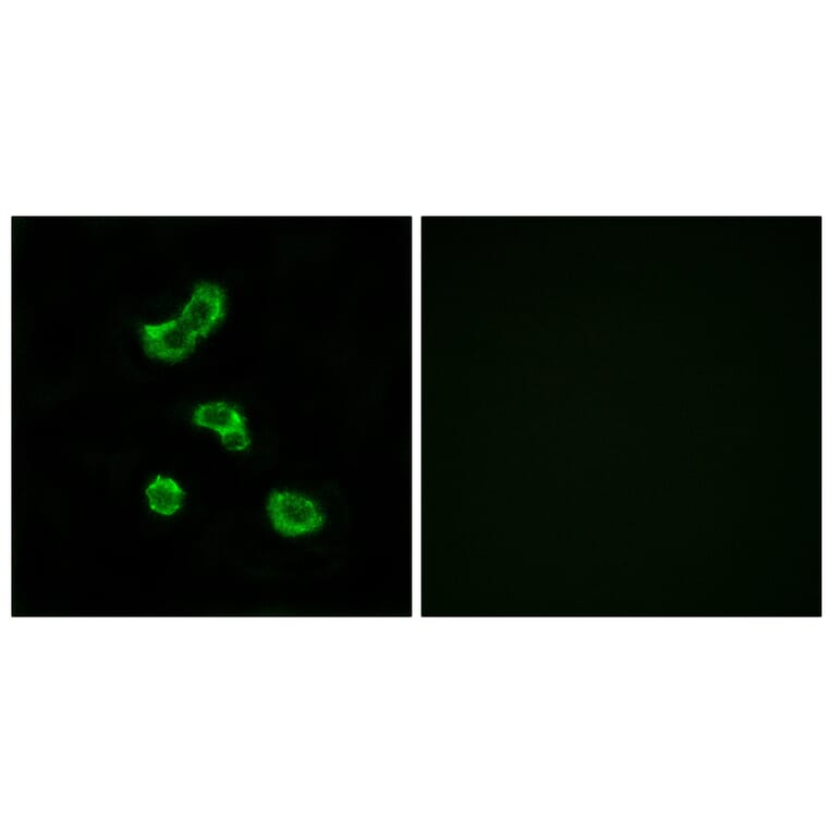 Immunofluorescence - Anti-CA5B Antibody (C14942) - Antibodies.com