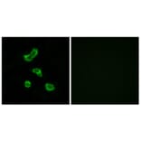 Immunofluorescence - Anti-CA5B Antibody (C14942) - Antibodies.com