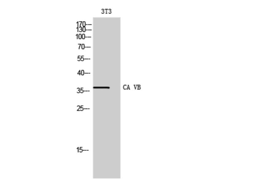 Western Blot - Anti-CA5B Antibody (C14942) - Antibodies.com