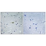 Immunohistochemistry - Anti-CA5B Antibody (C14942) - Antibodies.com