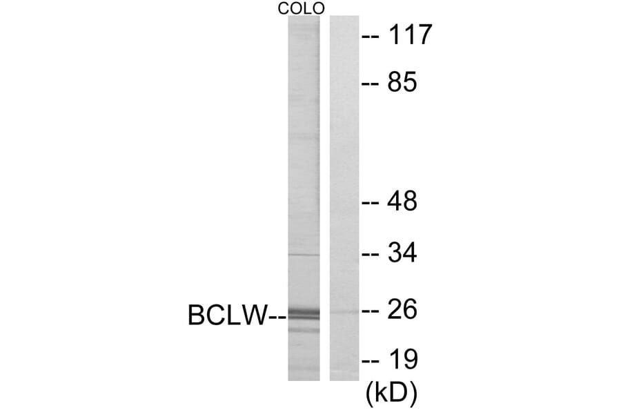 Western Blot - Anti-BCLW Antibody (C13031) - Antibodies.com