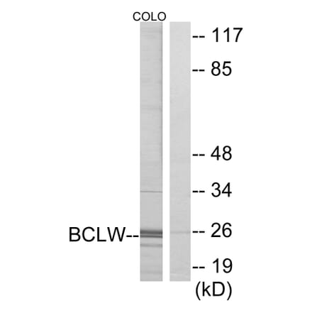 Western Blot - Anti-BCLW Antibody (C13031) - Antibodies.com