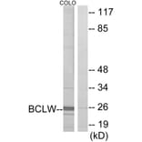 Western Blot - Anti-BCLW Antibody (C13031) - Antibodies.com