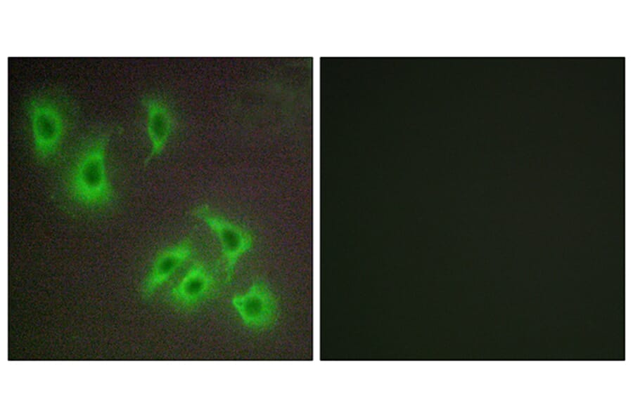 Immunofluorescence - Anti-BCLW Antibody (C13031) - Antibodies.com