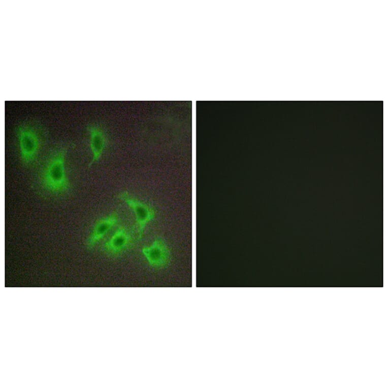 Immunofluorescence - Anti-BCLW Antibody (C13031) - Antibodies.com