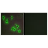 Immunofluorescence - Anti-BCLW Antibody (C13031) - Antibodies.com