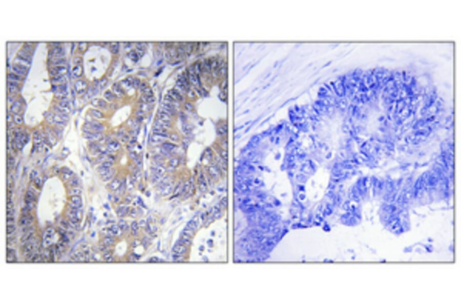Immunohistochemistry - Anti-BCLW Antibody (C13031) - Antibodies.com