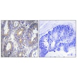 Immunohistochemistry - Anti-BCLW Antibody (C13031) - Antibodies.com