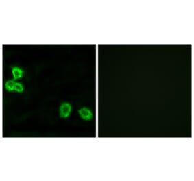 Immunofluorescence - Anti-BAI1 Antibody (G213) - Antibodies.com