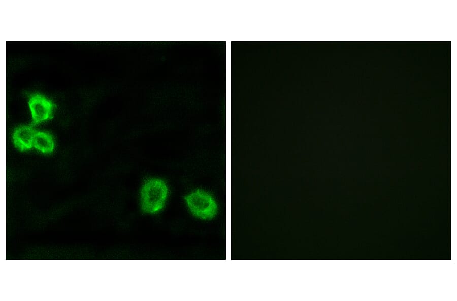 Immunofluorescence - Anti-BAI1 Antibody (G213) - Antibodies.com