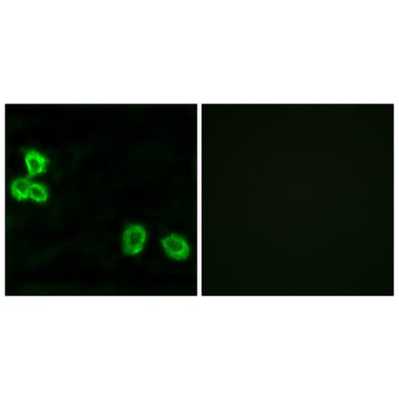 Immunofluorescence - Anti-BAI1 Antibody (G213) - Antibodies.com