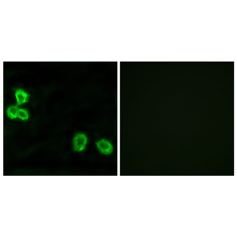 Immunofluorescence - Anti-BAI1 Antibody (G213) - Antibodies.com