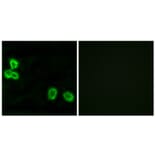 Immunofluorescence - Anti-BAI1 Antibody (G213) - Antibodies.com