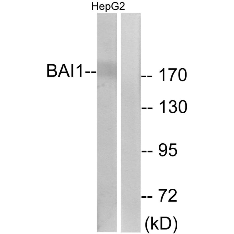 Western Blot - Anti-BAI1 Antibody (G213) - Antibodies.com